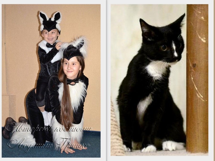 фото коллаж кот и авторские костюмы кошки и котенка
