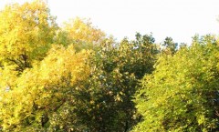 праздник осени фото осеннего пейзажа
