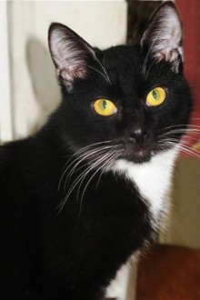 фото черно-белого кота
