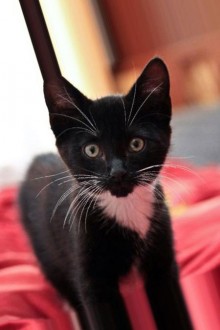 фото черного кота с белой манишкой